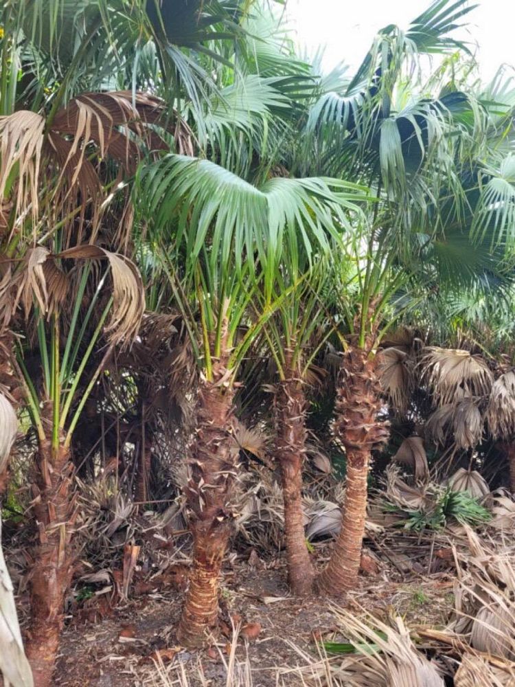 livistona-chinensis-chinese-fan-palm