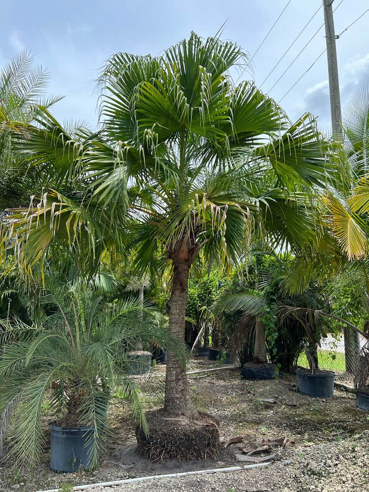 livistona-chinensis-chinese-fan-palm