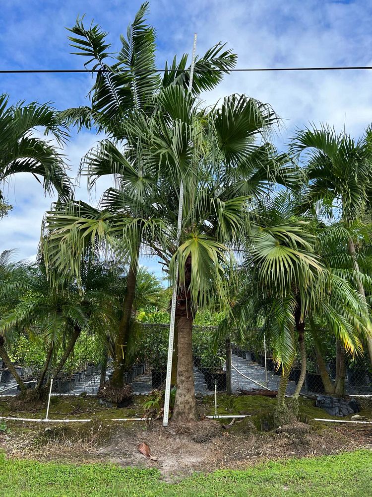 livistona-chinensis-chinese-fan-palm