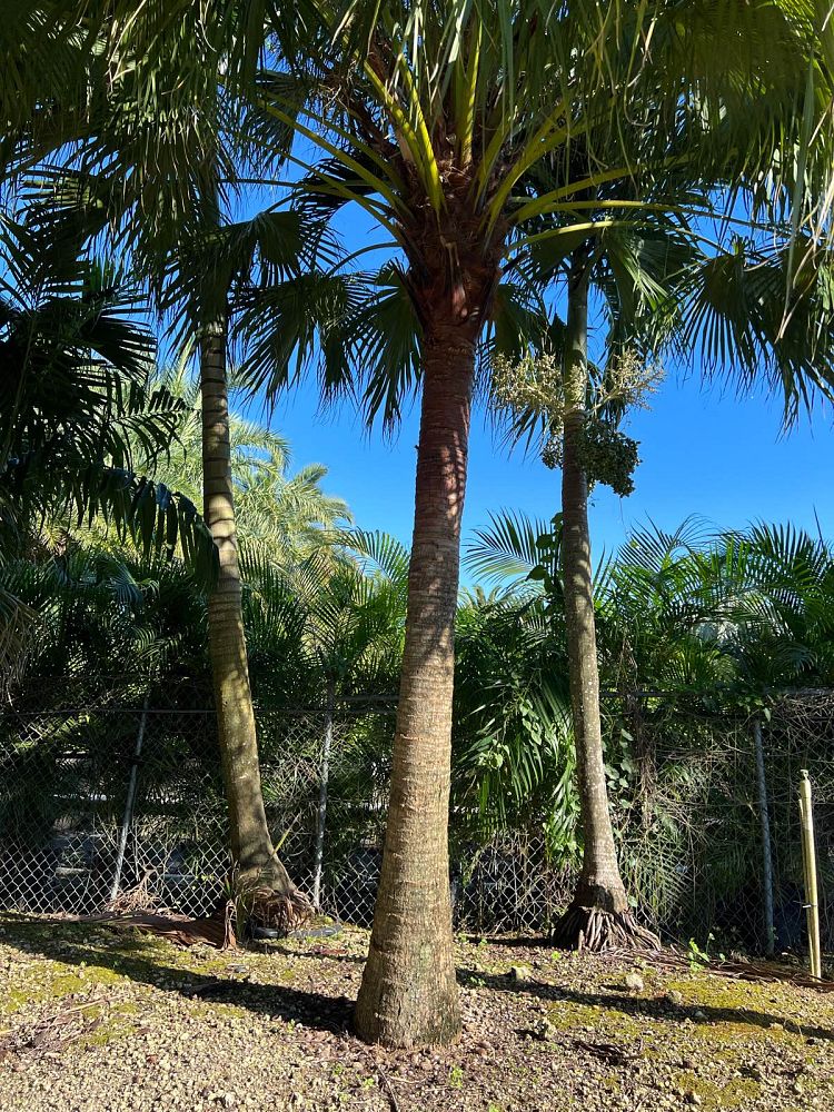 livistona-chinensis-chinese-fan-palm
