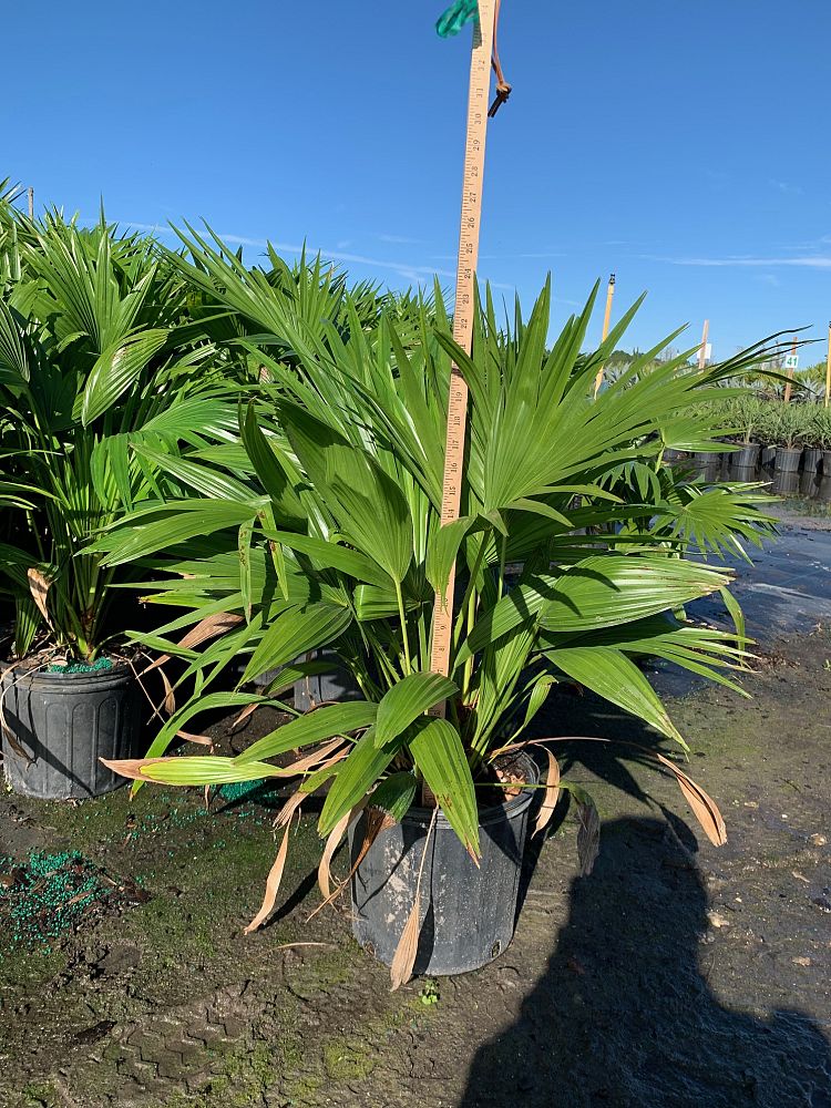 livistona-chinensis-chinese-fan-palm