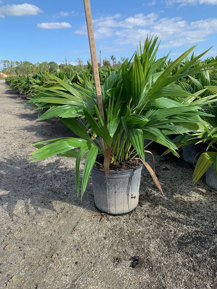 livistona-chinensis-chinese-fan-palm