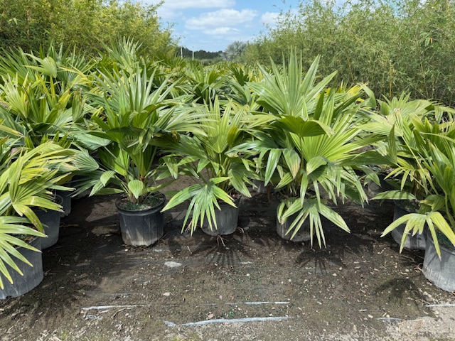 livistona-chinensis-chinese-fan-palm