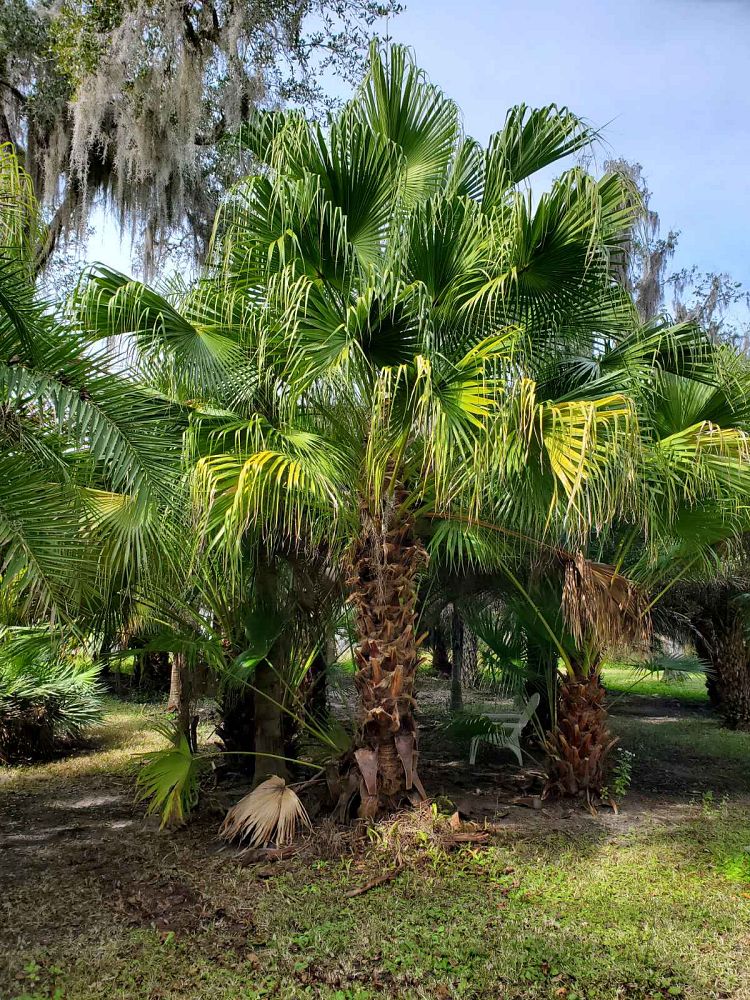 livistona-chinensis-chinese-fan-palm