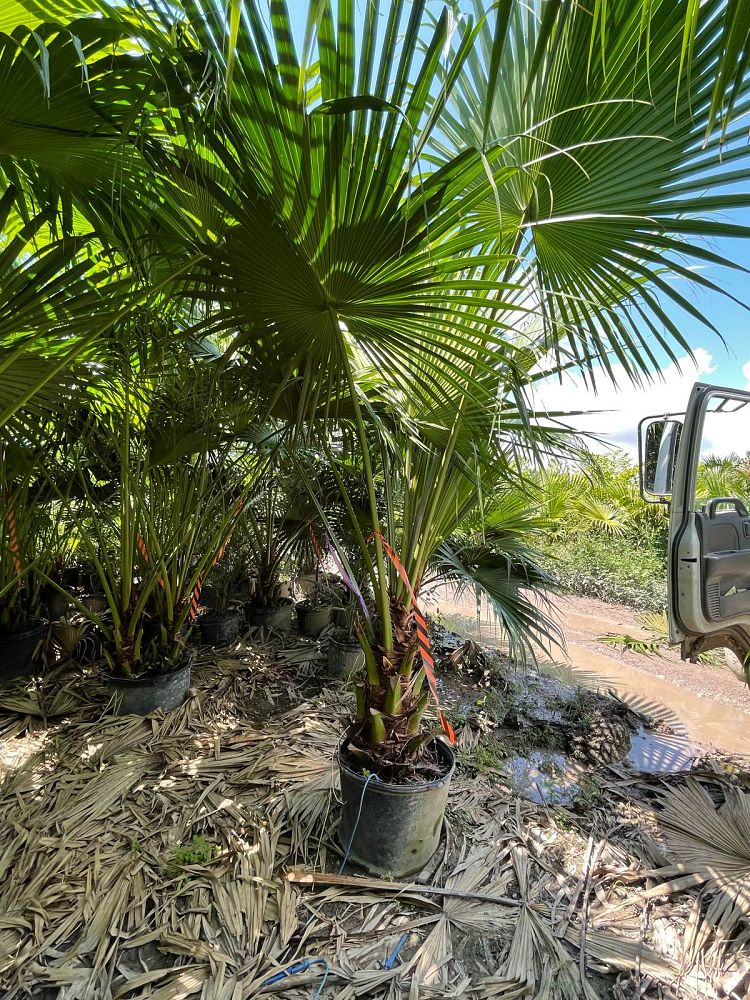 livistona-chinensis-chinese-fan-palm