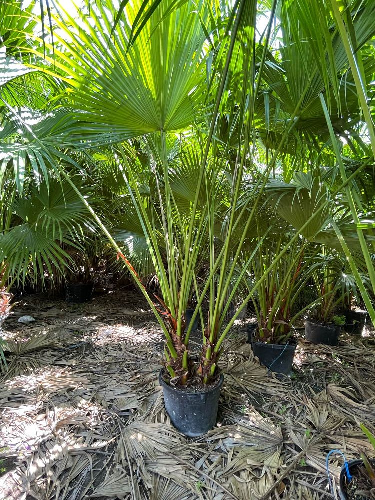 livistona-chinensis-chinese-fan-palm