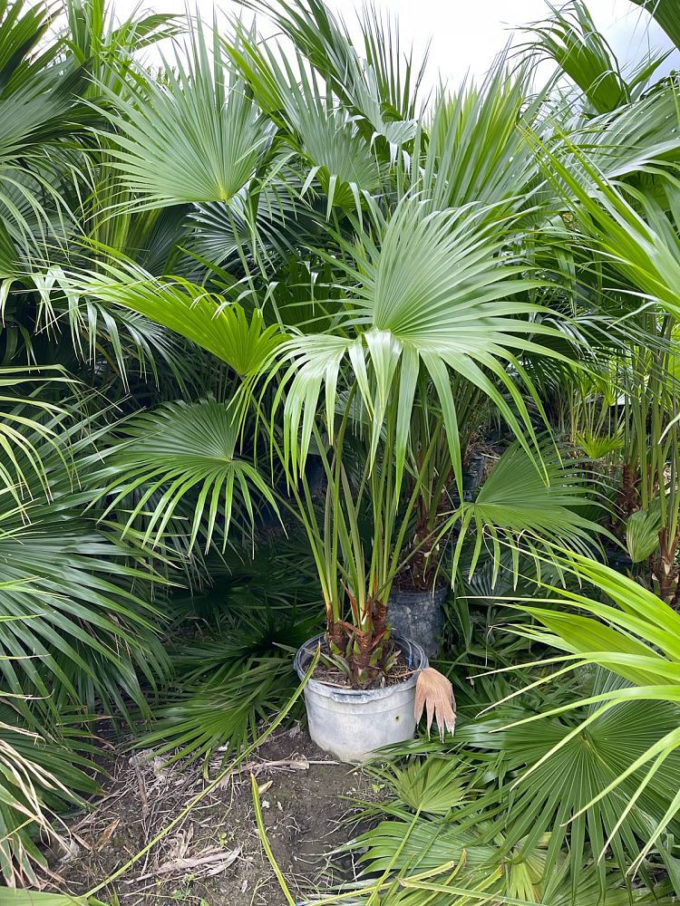 livistona-chinensis-chinese-fan-palm