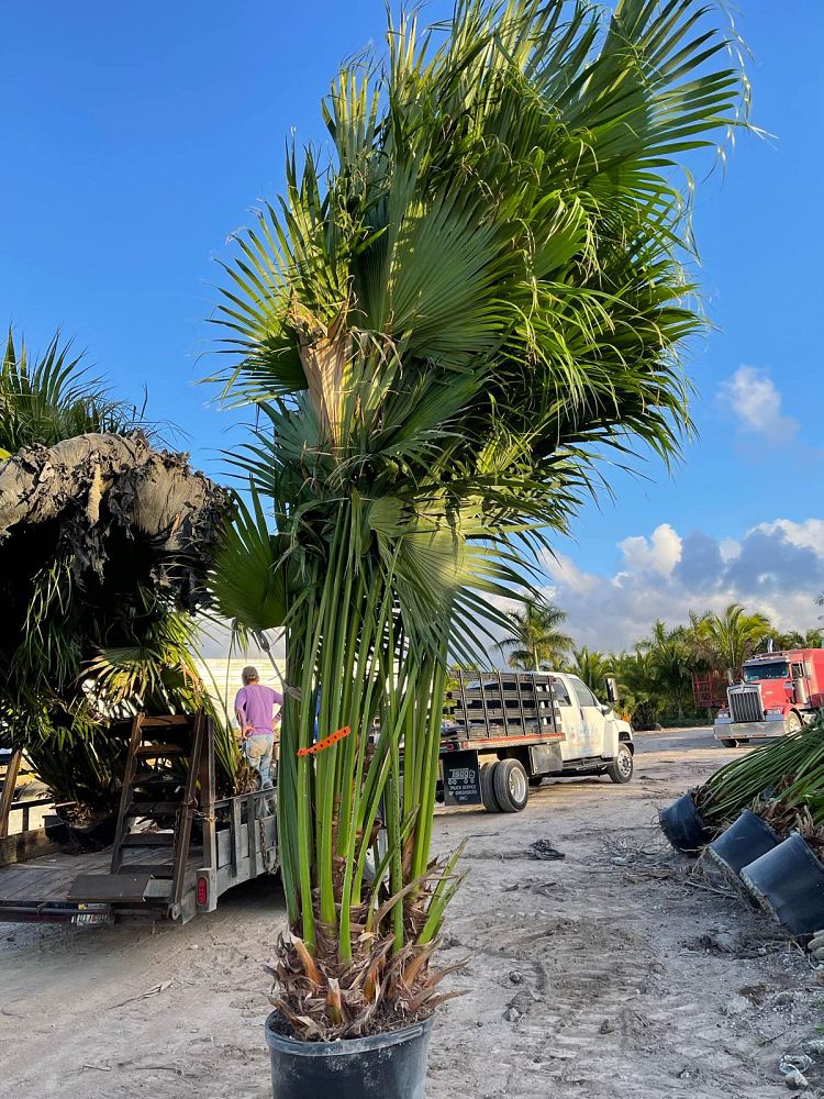 livistona-chinensis-chinese-fan-palm
