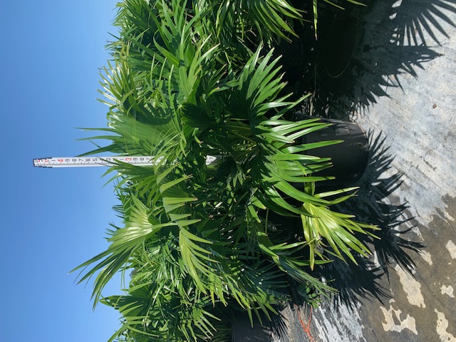 livistona-chinensis-chinese-fan-palm