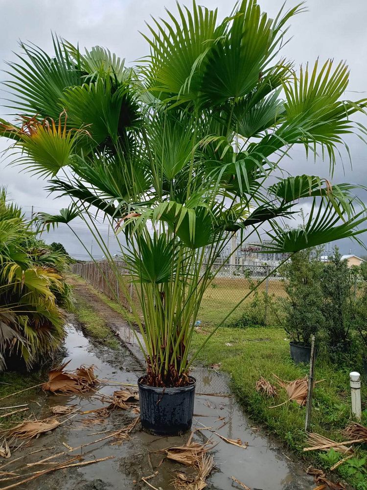 livistona-chinensis-chinese-fan-palm