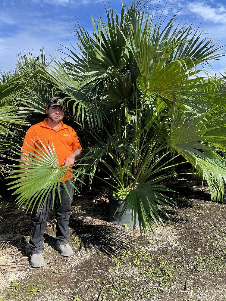 livistona-chinensis-chinese-fan-palm