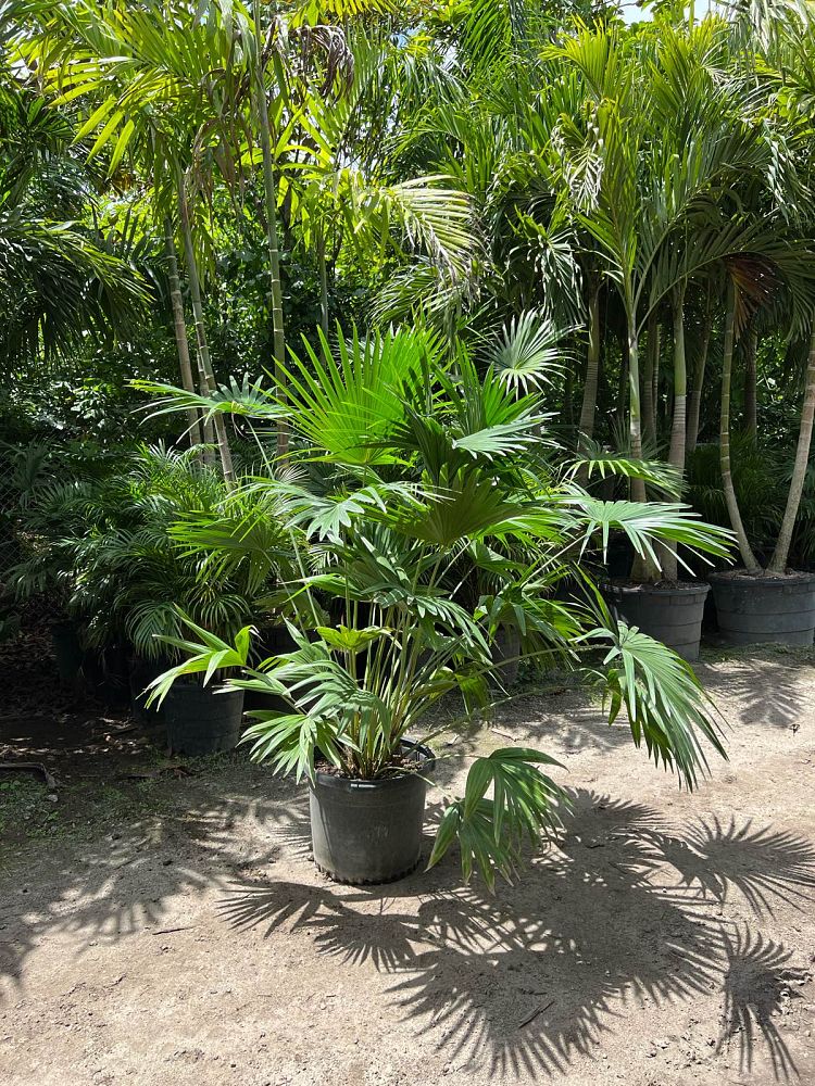 livistona-chinensis-chinese-fan-palm