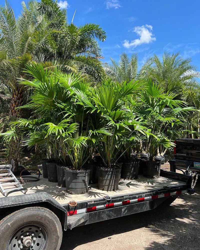 livistona-chinensis-chinese-fan-palm