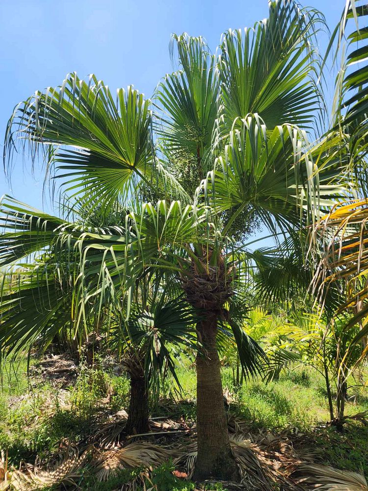 livistona-chinensis-chinese-fan-palm