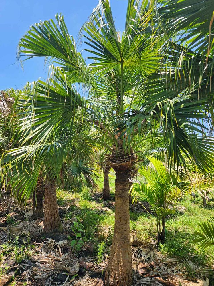 livistona-chinensis-chinese-fan-palm
