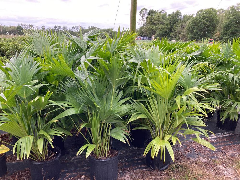 livistona-chinensis-chinese-fan-palm