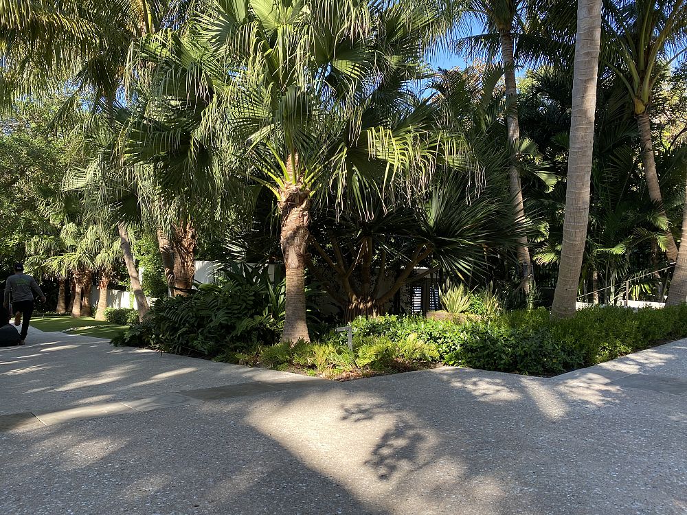 livistona-chinensis-chinese-fan-palm