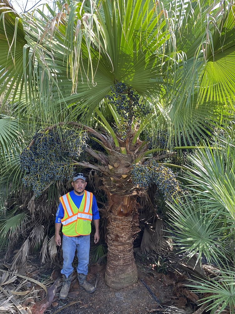 livistona-chinensis-chinese-fan-palm