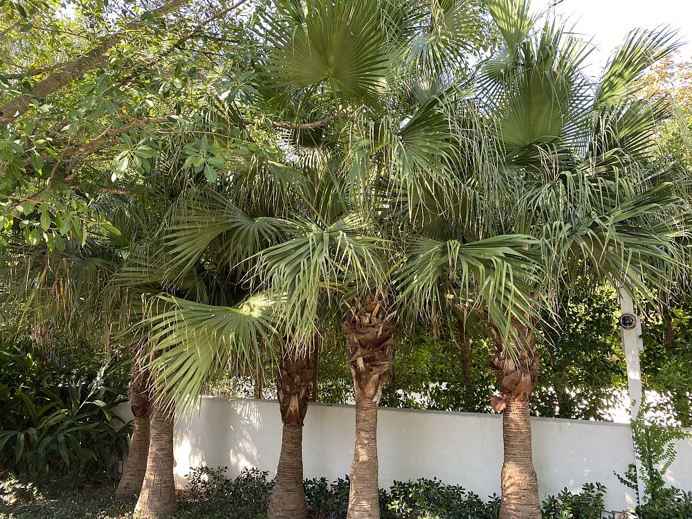 livistona-chinensis-chinese-fan-palm