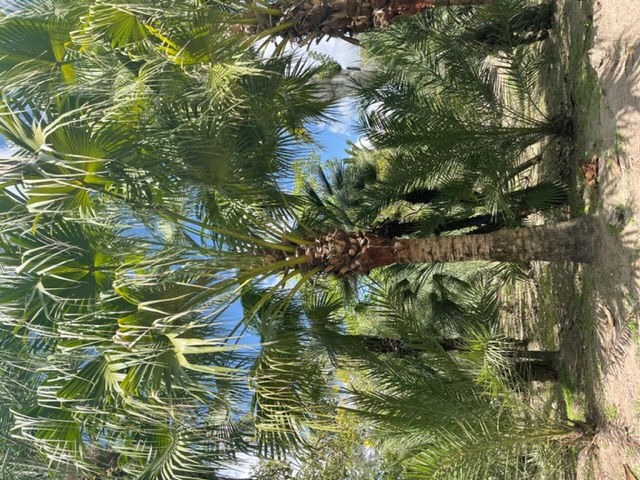 livistona-chinensis-chinese-fan-palm
