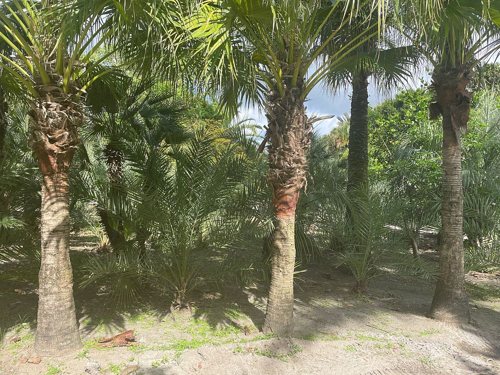 livistona-chinensis-chinese-fan-palm