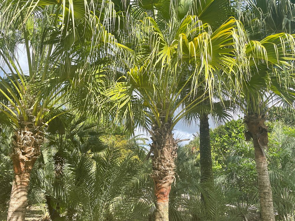 livistona-chinensis-chinese-fan-palm