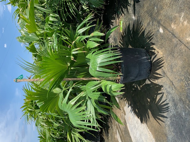 livistona-chinensis-chinese-fan-palm
