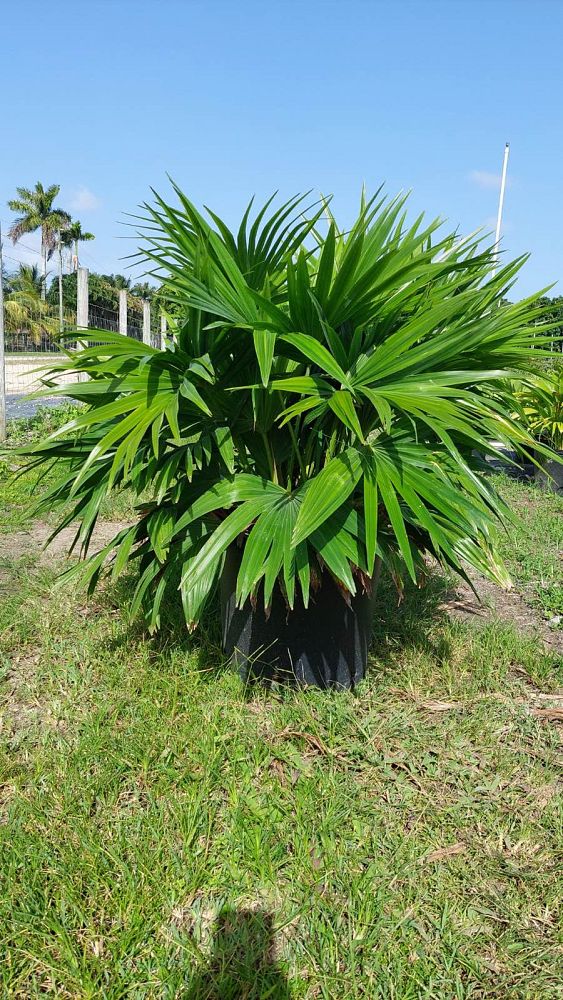 livistona-chinensis-chinese-fan-palm