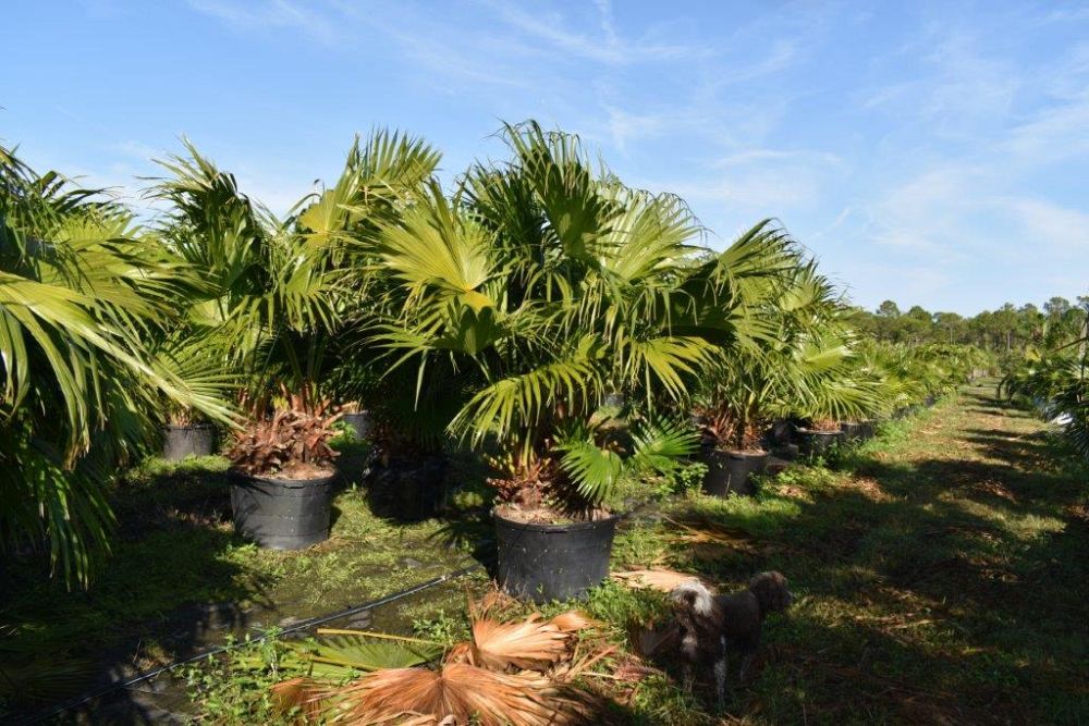 livistona-chinensis-chinese-fan-palm