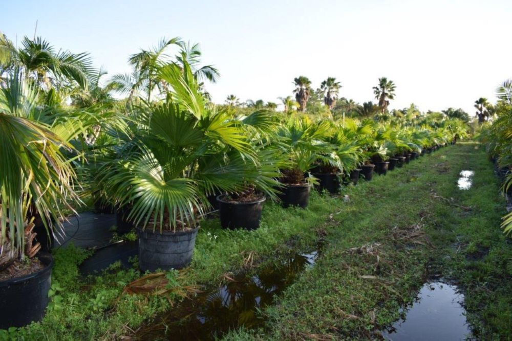 livistona-chinensis-chinese-fan-palm
