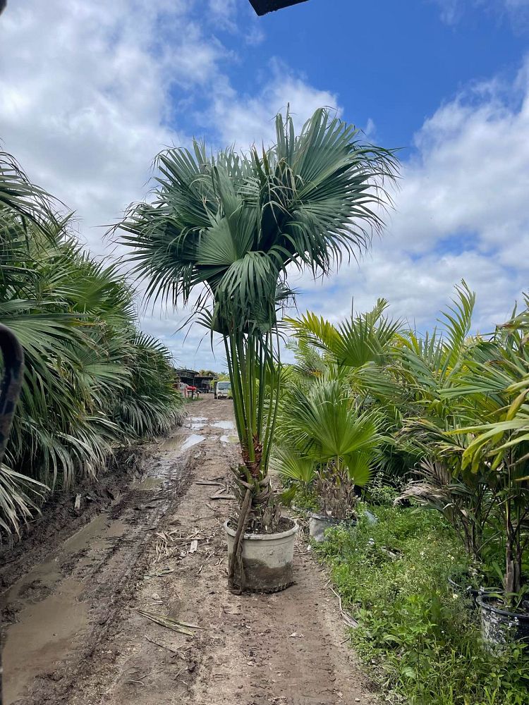 livistona-chinensis-chinese-fan-palm