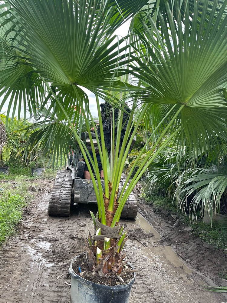 livistona-chinensis-chinese-fan-palm