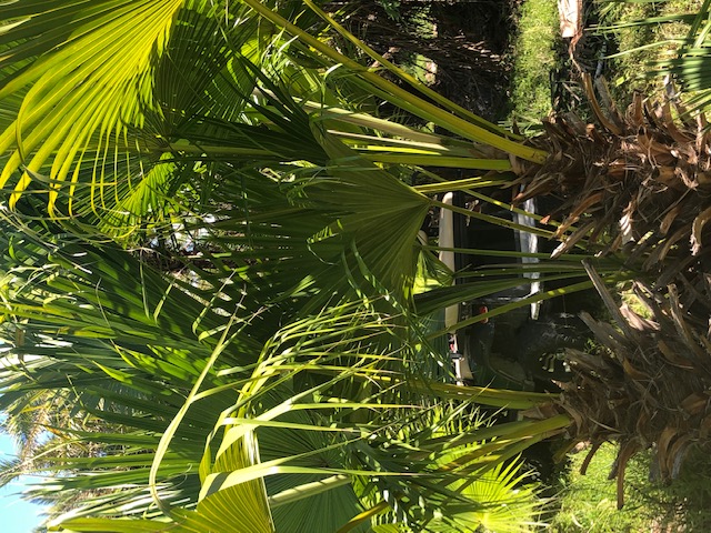 livistona-chinensis-chinese-fan-palm
