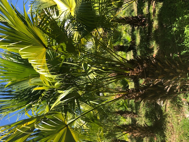 livistona-chinensis-chinese-fan-palm