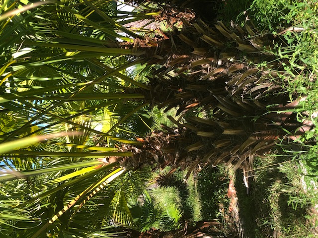 livistona-chinensis-chinese-fan-palm