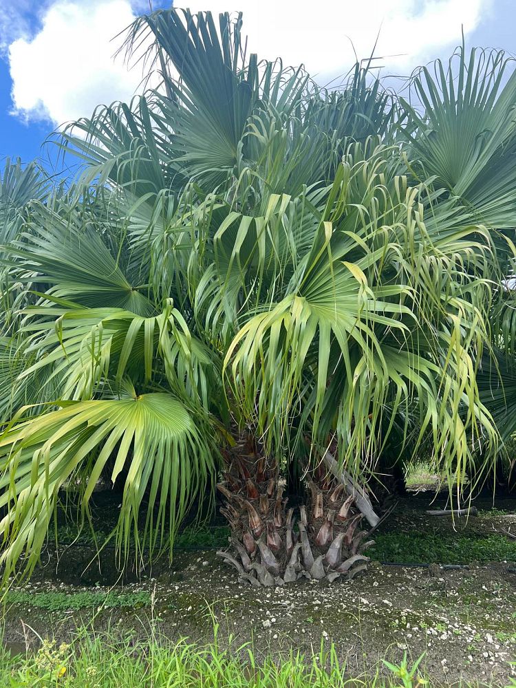 livistona-chinensis-chinese-fan-palm