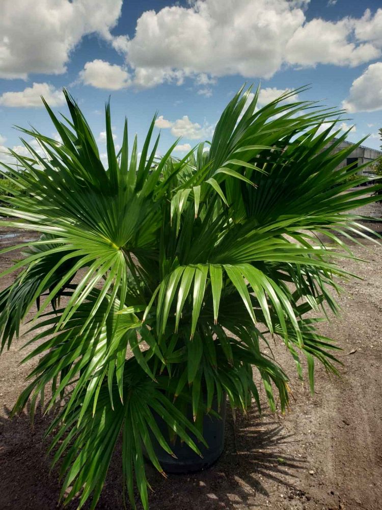 livistona-chinensis-chinese-fan-palm