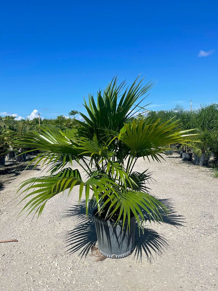 livistona-chinensis-chinese-fan-palm