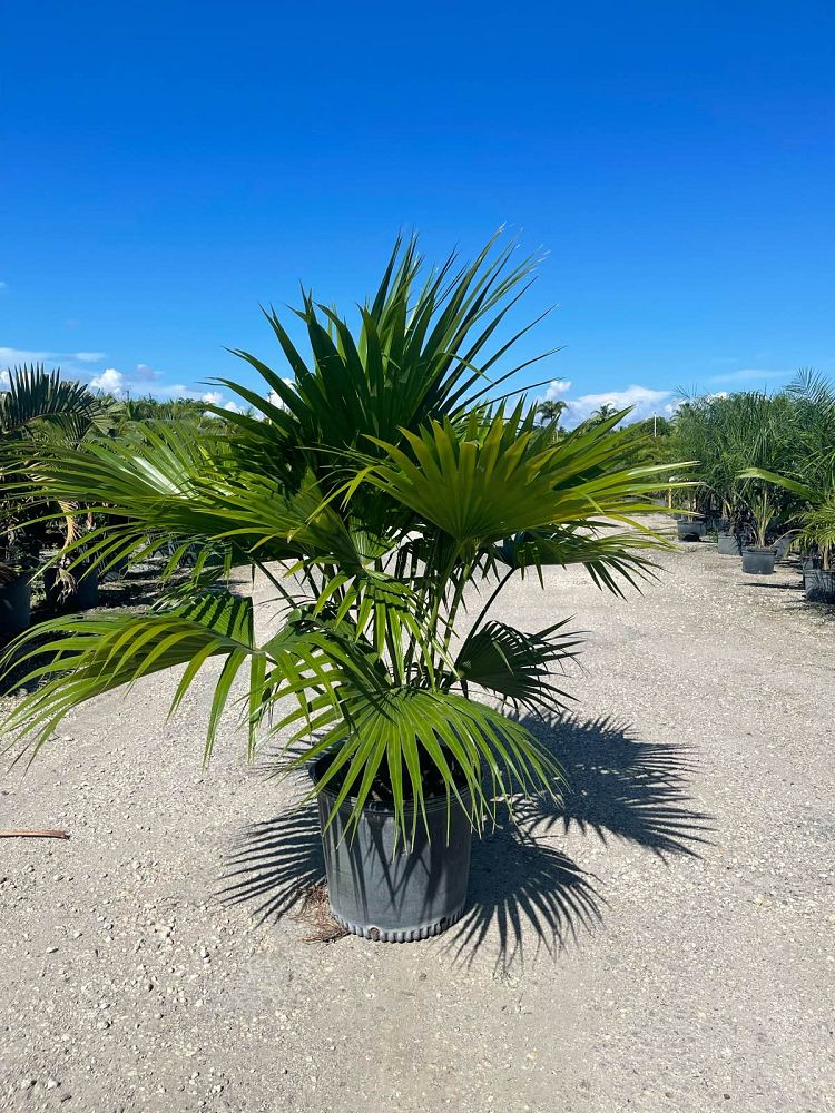 livistona-chinensis-chinese-fan-palm