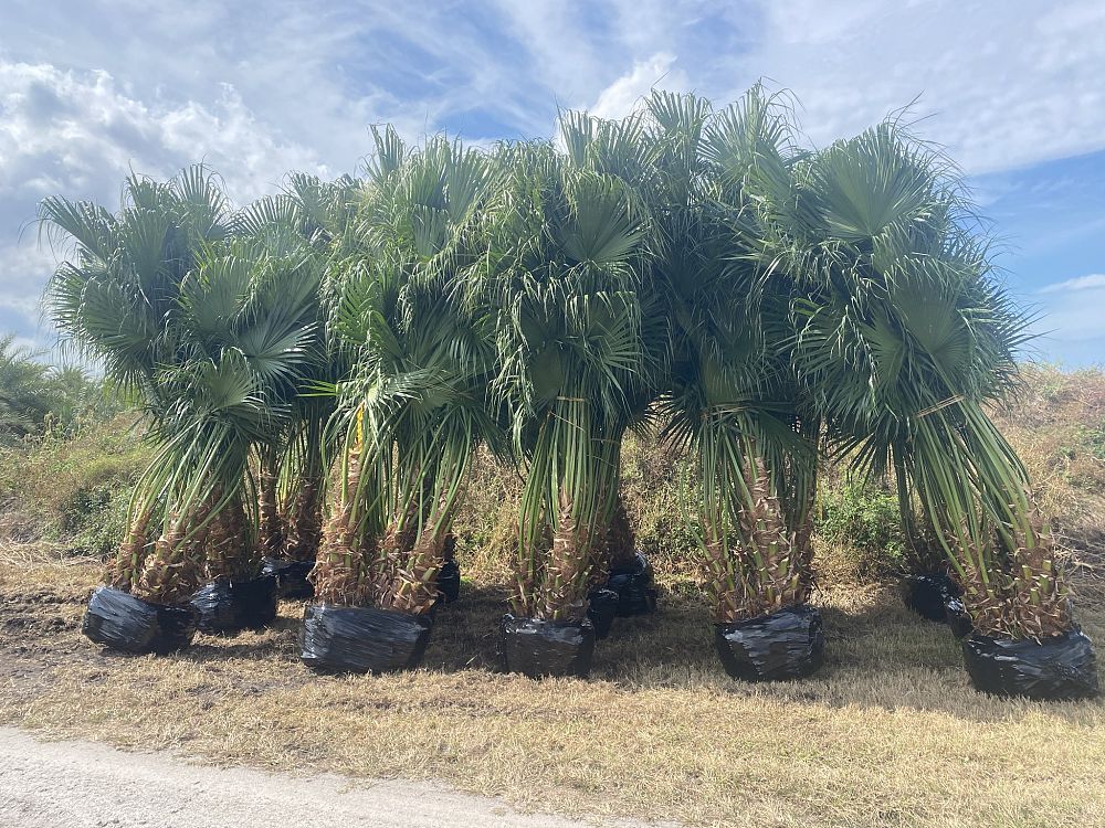 livistona-chinensis-chinese-fan-palm