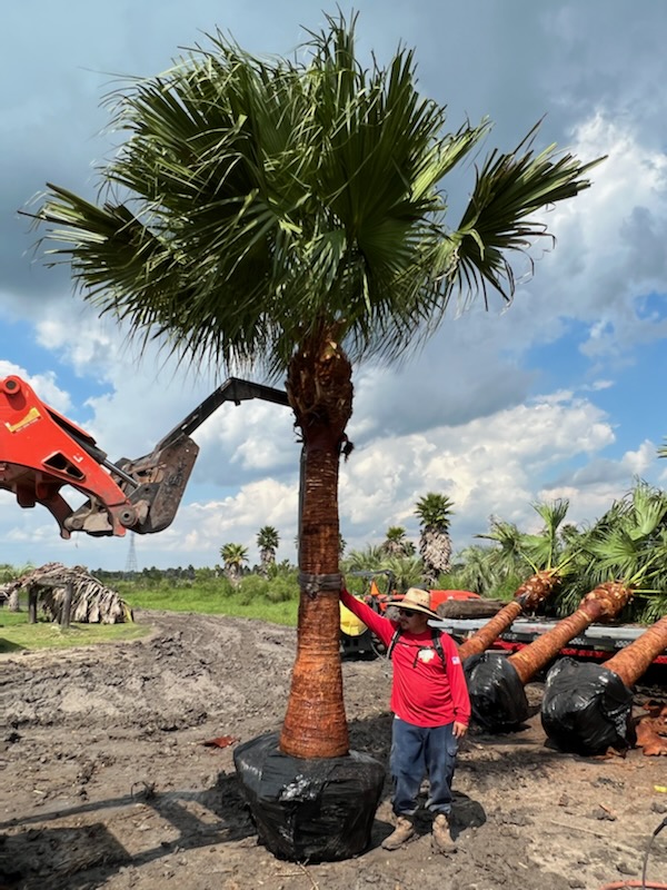 livistona-chinensis-chinese-fan-palm