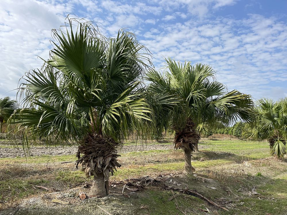 livistona-chinensis-chinese-fan-palm