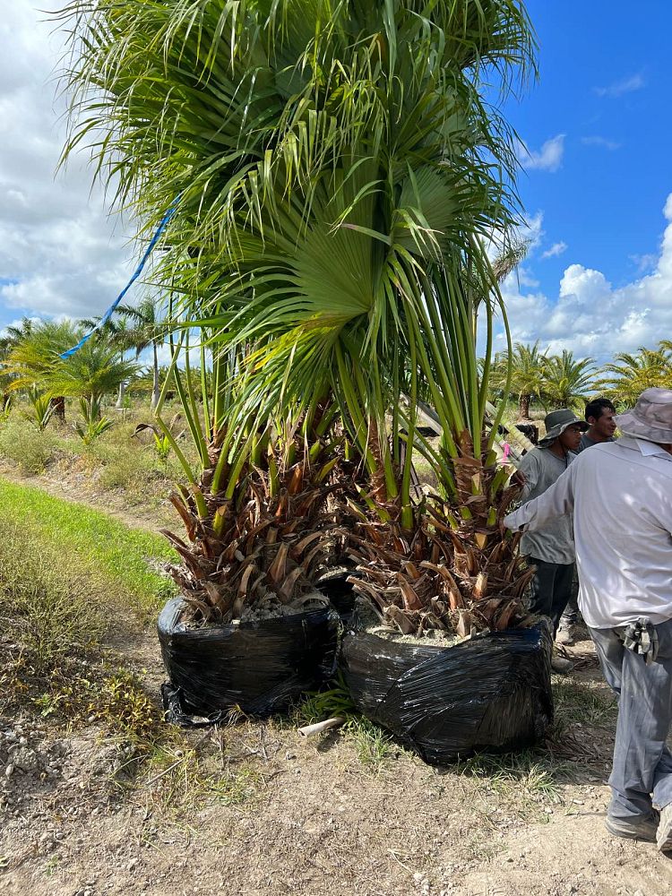 livistona-chinensis-chinese-fan-palm