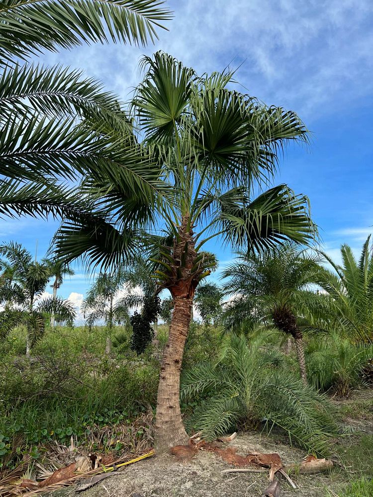 livistona-chinensis-chinese-fan-palm