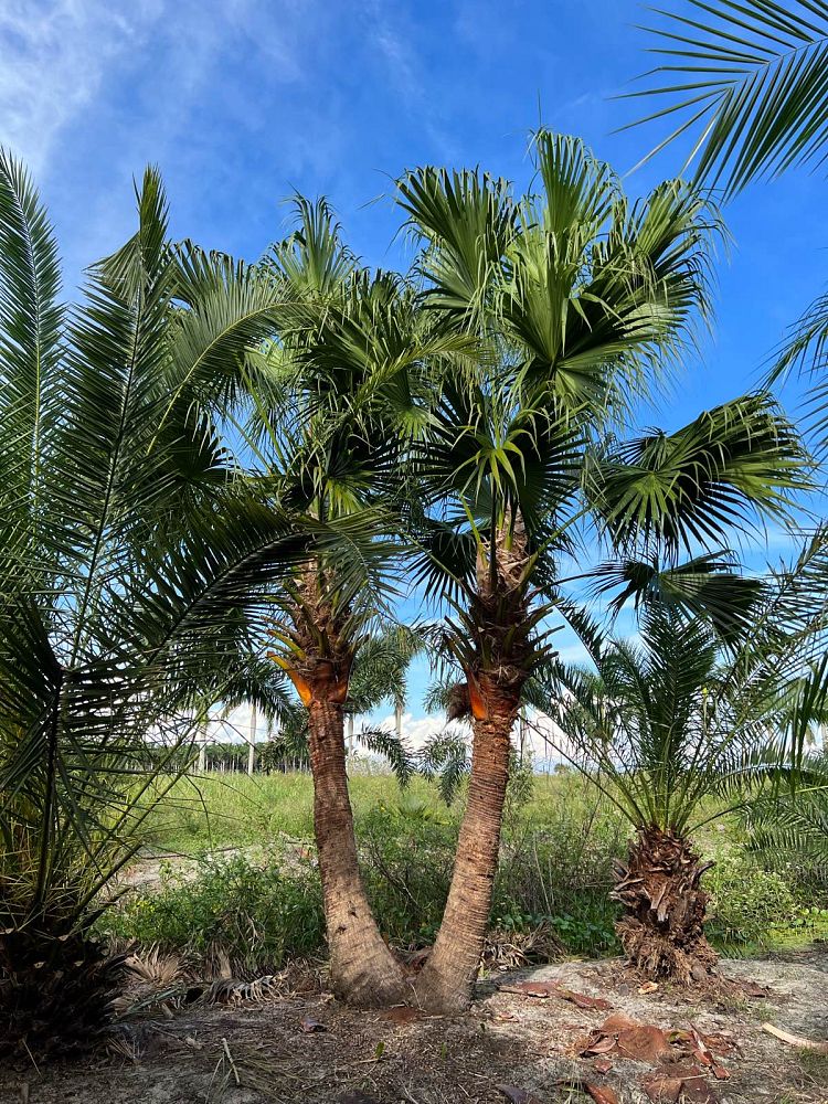 livistona-chinensis-chinese-fan-palm