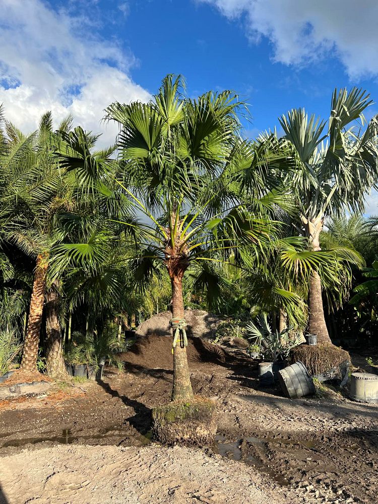 livistona-chinensis-chinese-fan-palm
