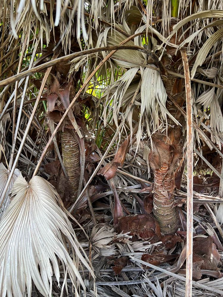 livistona-chinensis-chinese-fan-palm