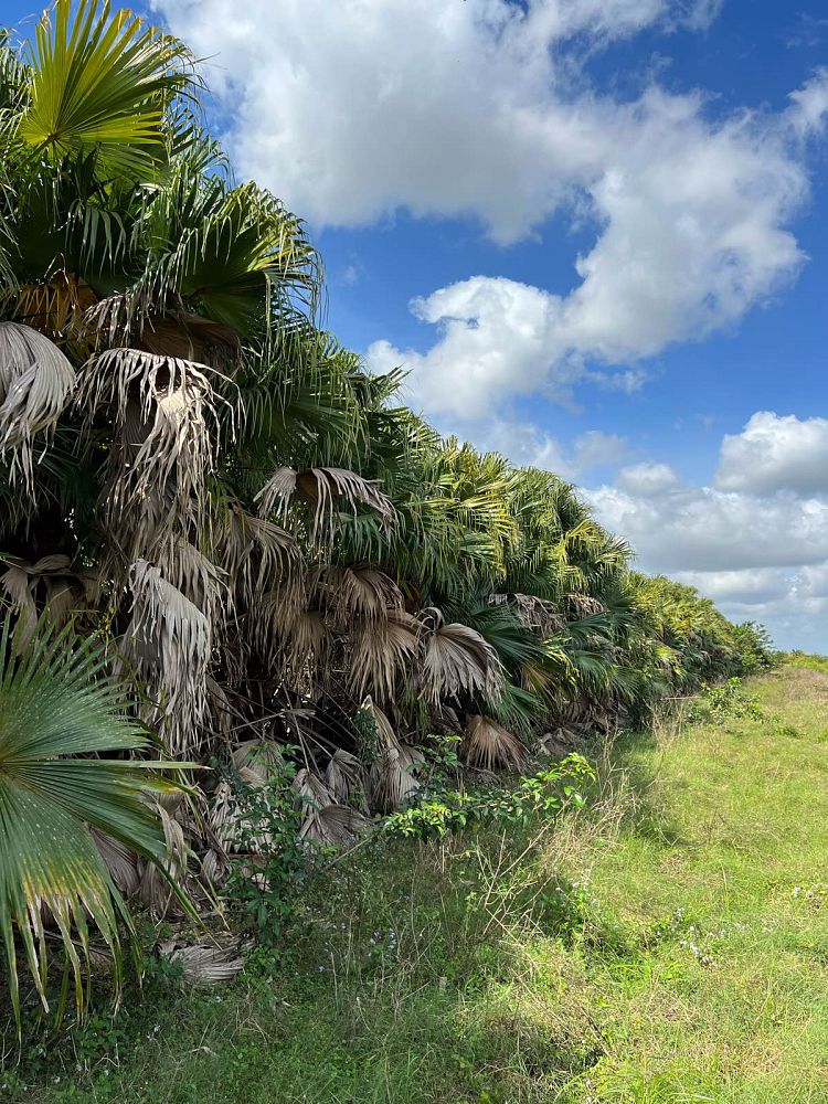 livistona-chinensis-chinese-fan-palm