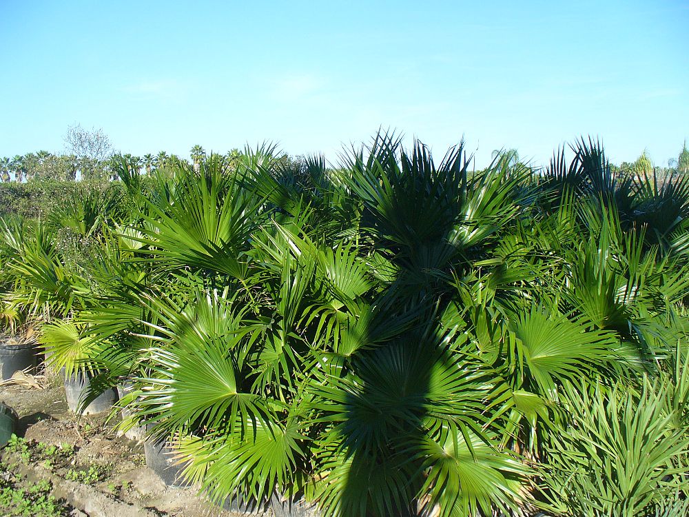 livistona-chinensis-chinese-fan-palm