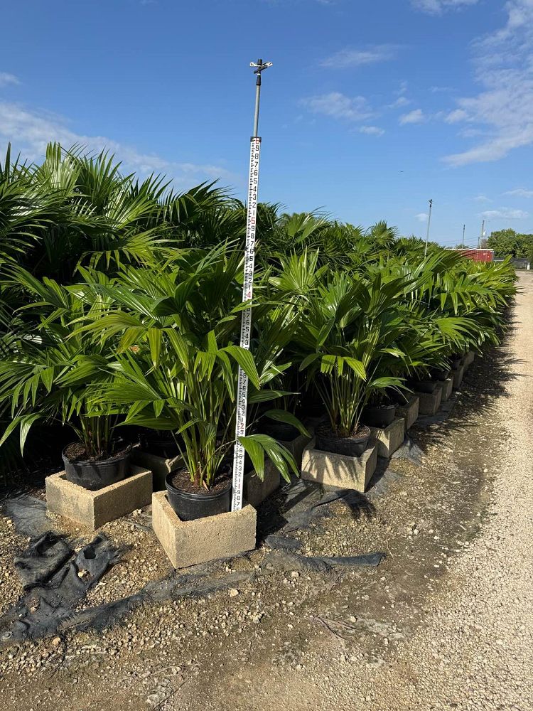 livistona-chinensis-chinese-fan-palm